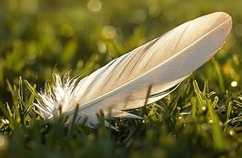Feather from the cover of La Luz de Beleta