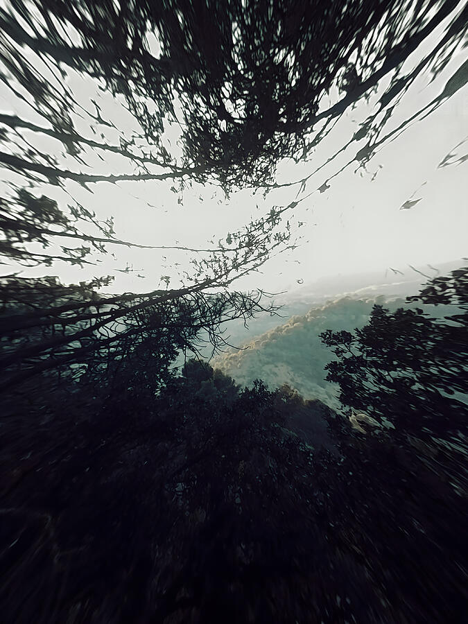 Abstract Forest View