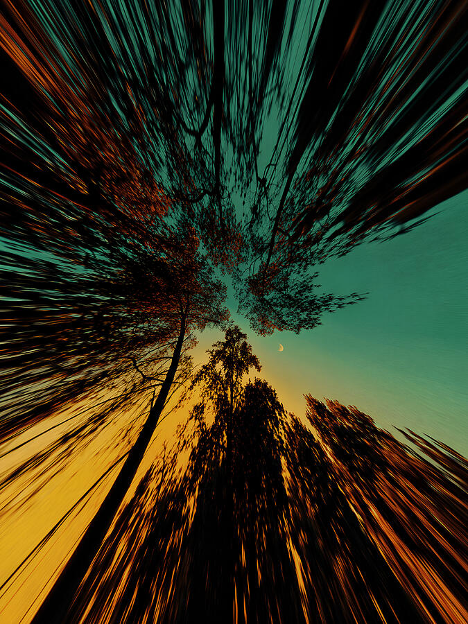 Abstract Tree Canopy at Dusk
