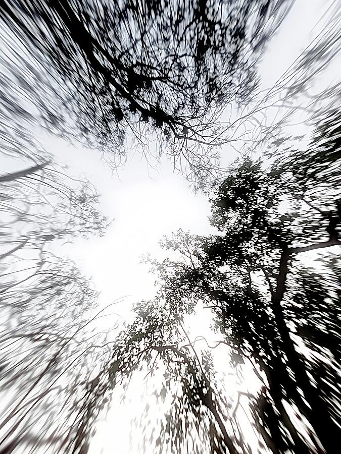 Blurred Tree Tops Against Sky