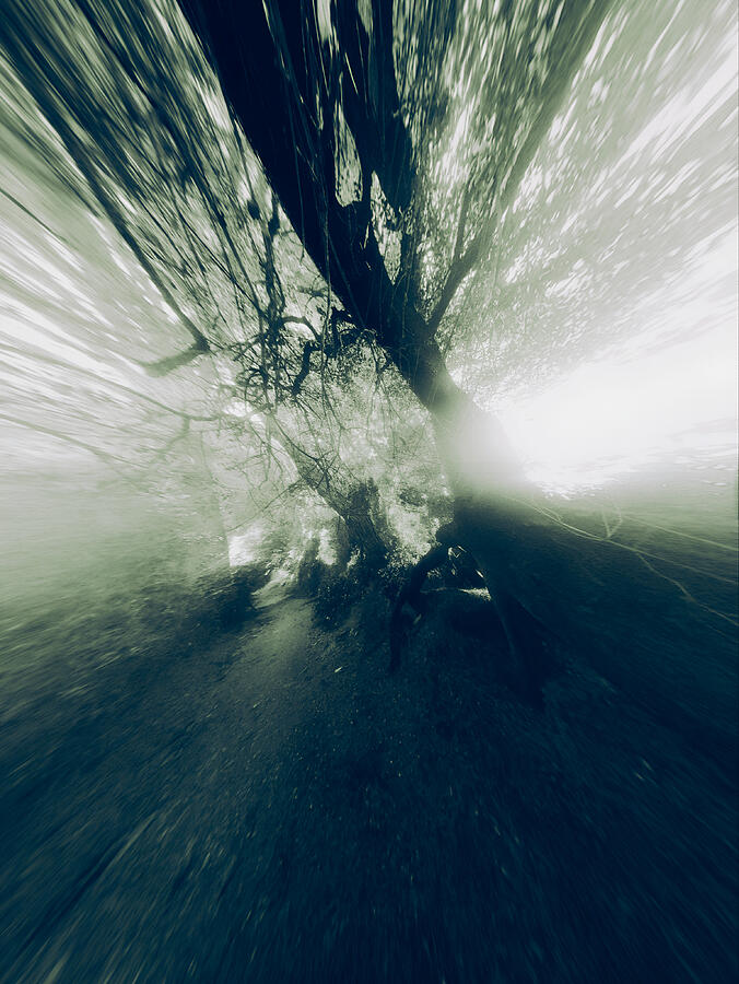 Ethereal Forest in Motion