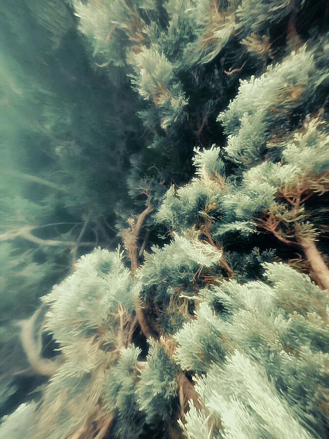 Mystical Forest Canopy